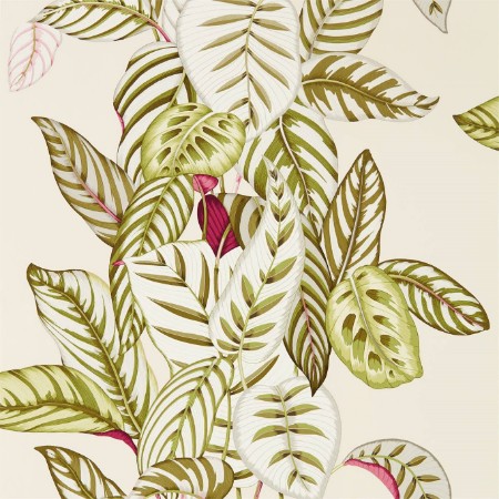 Picture of Calathea Olive - 216631
