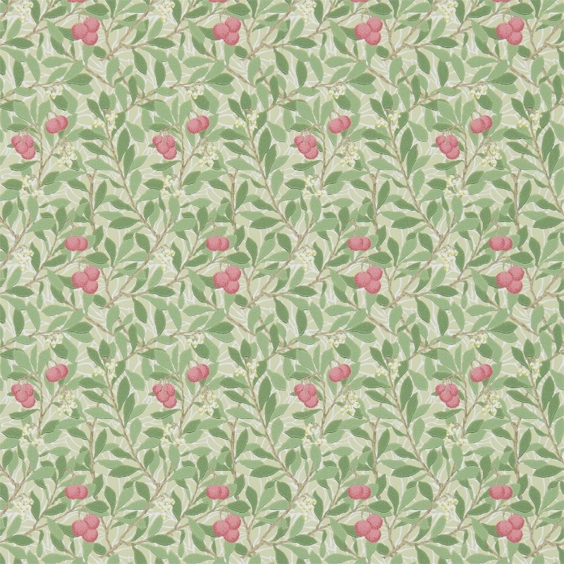 Attēls Arbutus Olive/Pink - DM3W214720