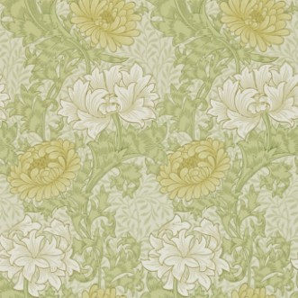 Bild von Chrysanthemum Pale Olive - 212545