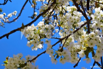 Bild på Cherry-tree