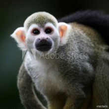 Bild på Totenkopfffchen