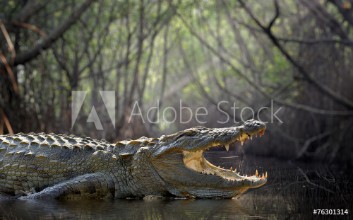 Bild på Crocodile