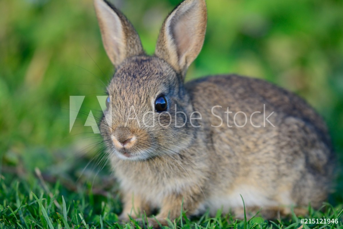 Wall mural Close up portrait of a baby rabbit in a meadow from ...