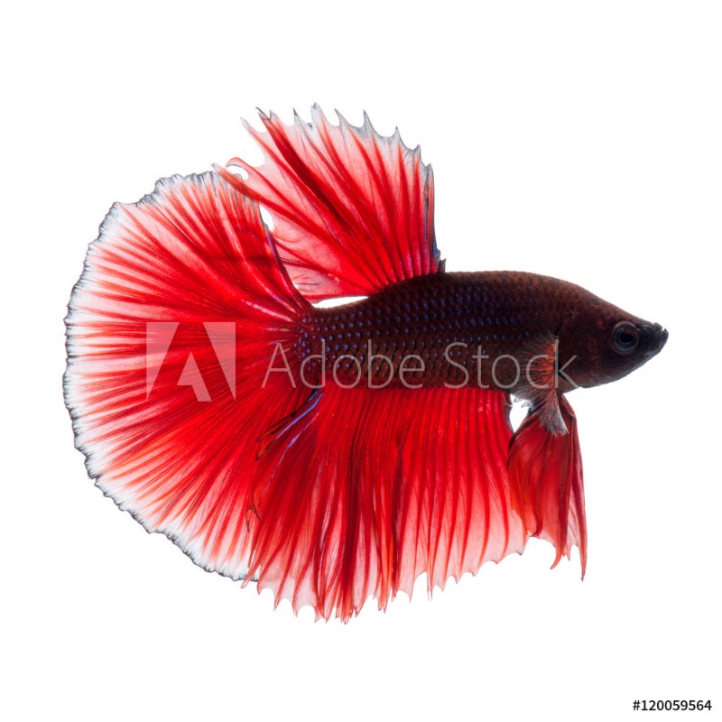 Papier peint photo Red betta fish de Scandiwall | Wallpassion