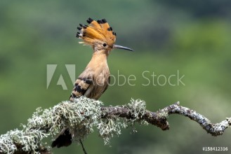 Εικόνα της Hoopoe