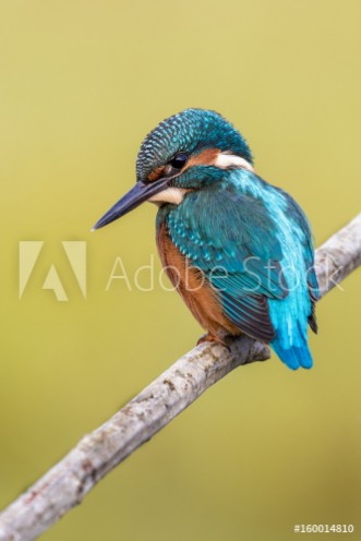 Kingfisher paveikslėlis
