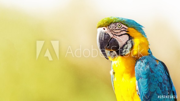 Pilt Blue and Yellow Macaw With Copy Space