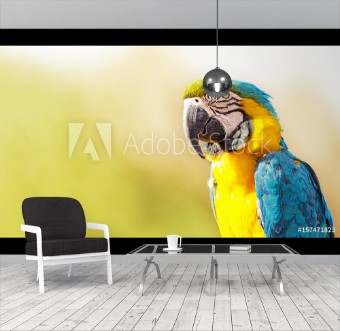 Pilt Blue and Yellow Macaw With Copy Space
