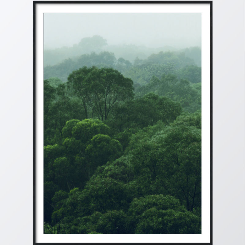 Picture of Rainforest jungle plakat