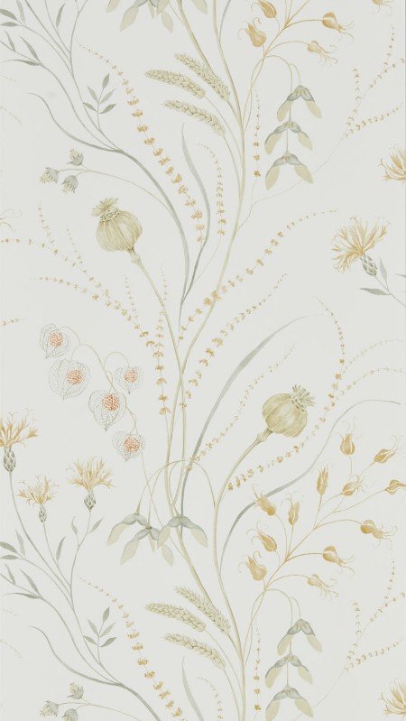 Summer Harvest Silver Corn - DEBB216497 wallpaper Sanderson