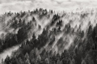 Picture of Foggy Landscape
