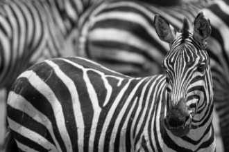 Image de Stripes