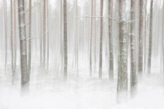 Obrazek Winterforest in Sweden