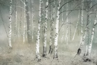 Picture of Birches a Silent Morning