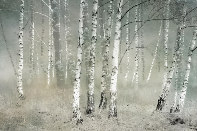 Birches a Silent Morning photowallpaper Scandiwall