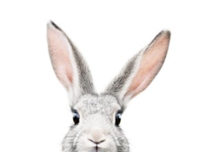 Bild på Peeking Bunny