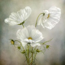 Picture of White Flowers