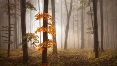 In November Light paveikslėlis