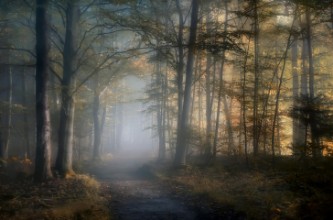 Bild på Autumn symphony