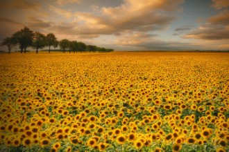 Bild von Sunflowers