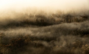 Picture of Foggy field