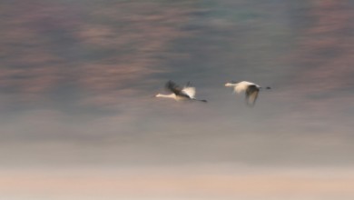 Bild von Dream Companions