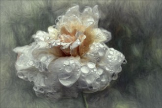 Picture of After the shower...