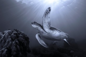 Immagine di On the reef