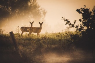 Bild von Under Observation