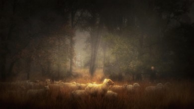 Poza cu Frozen in time