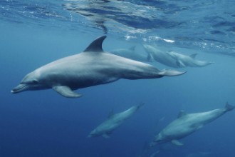 Снимка на Blueplanet