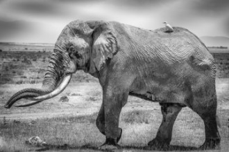 Bild på Mighty Tim and friend