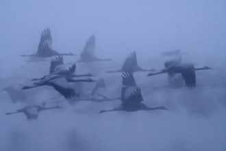 Bild på Cranes in the fog