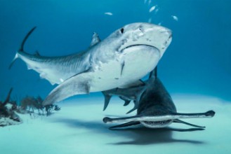 Picture of Queens of Bahamas