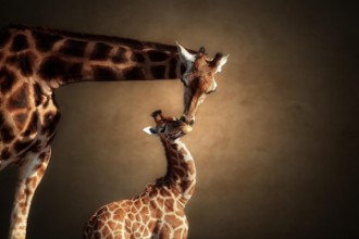 Immagine di Giraffes together
