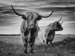 I am the boss paveikslėlis