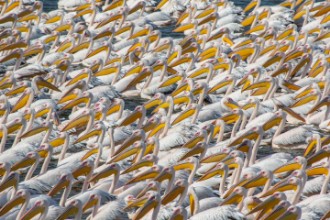 Bild von Pelican Parade