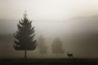 Pilt Looking for Love