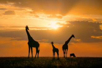 Bild von Golden Africa