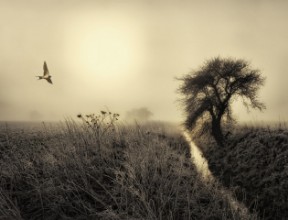 Afbeeldingen van Morning mood