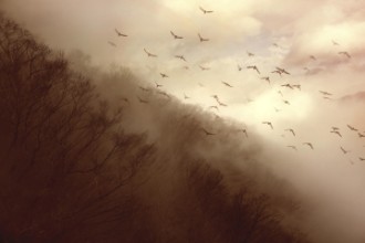 Immagine di Departure Bird