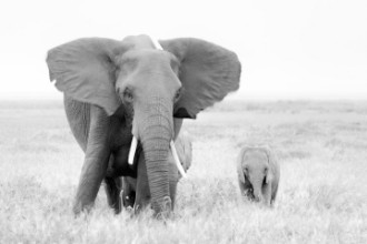 Afbeeldingen van Stay Away!