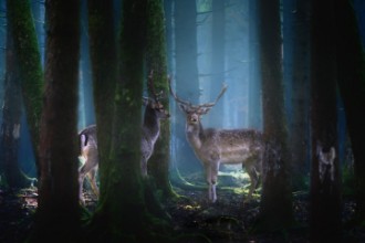 Picture of Deers