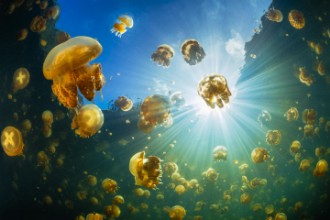 Imagen de Sunlight and jellyfish