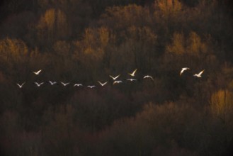Image de Morning Mood at the Lake