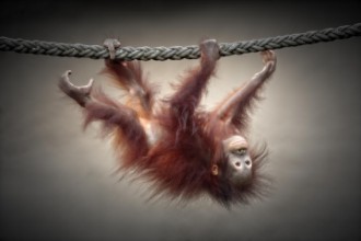 Bild på DON'T MURDER OUR PRIMEVAL FORESTS