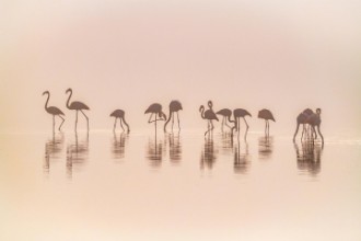 Obrázok z Flamingos in the mist