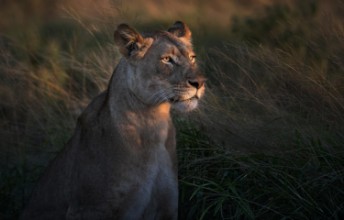 Image de Lionne le matin