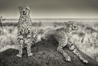 Slika Two Cheetahs watching out