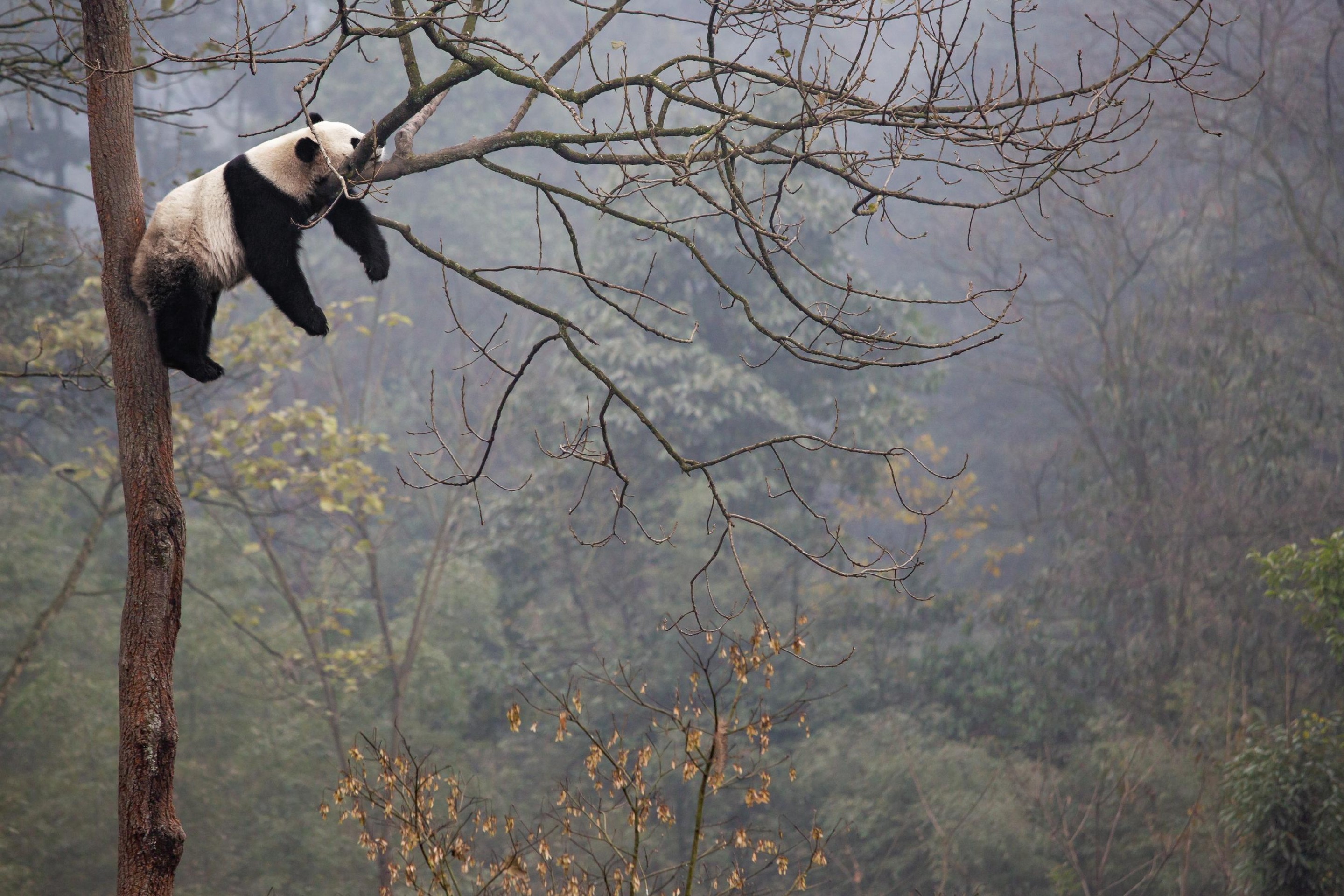 Valokuvatapetti Lazy Panda Valmistajalta Scandiwall Kotitapetti